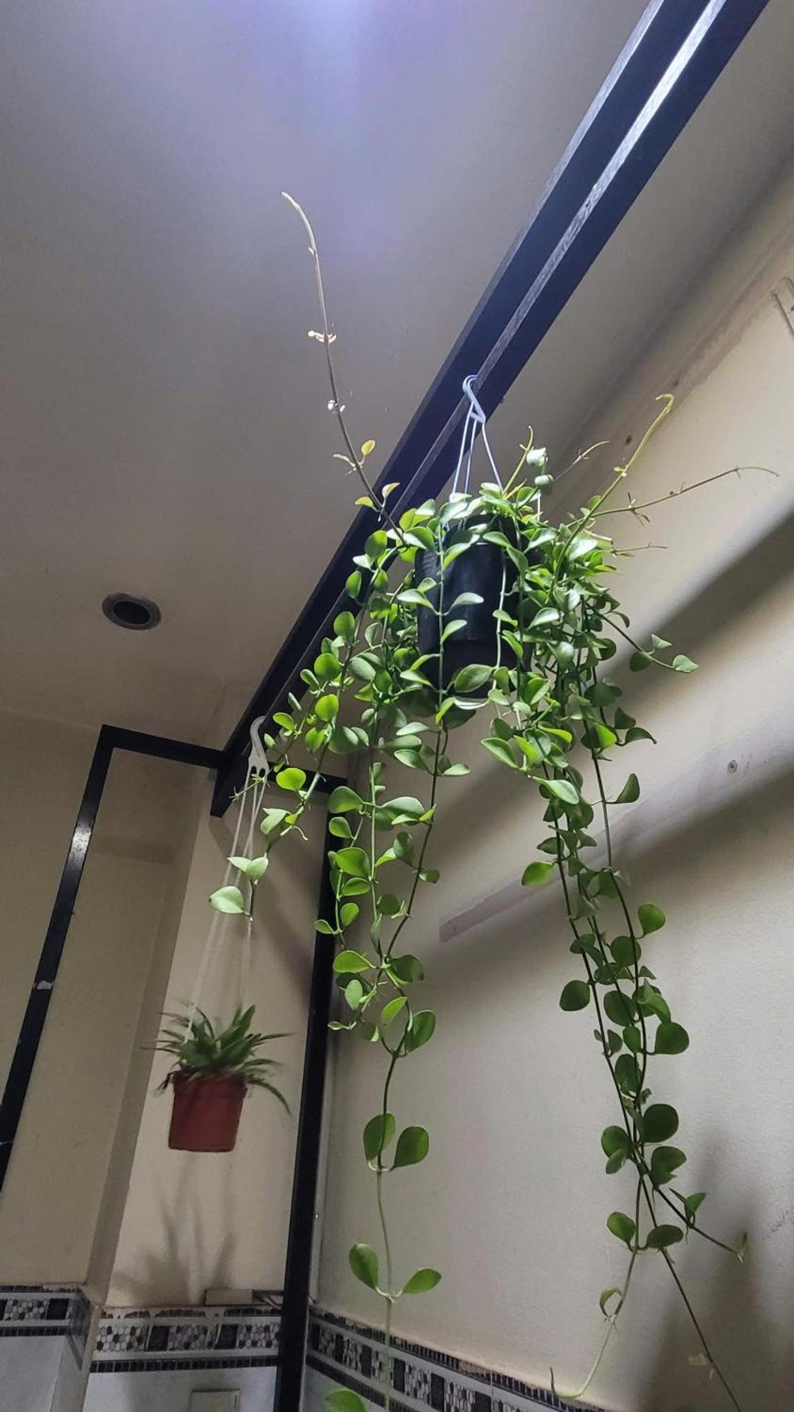 Homestay Fairy'S House Cidade de Ho Chi Minh Exterior foto